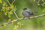 Image. Grey Catbird
