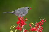 Image. Grey Catbird