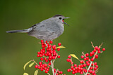 Image. Grey Catbird