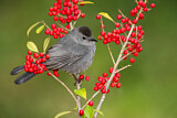 Image. Grey Catbird