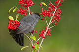 Image. Grey Catbird