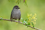 Image. Grey Catbird