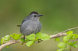 Image. Grey Catbird