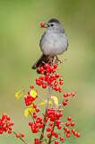 Image. Grey Catbird