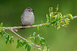 Image. Grey Catbird