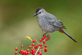 Image. Grey Catbird