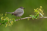 Image. Grey Catbird
