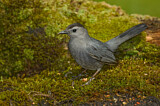 Image. Grey Catbird