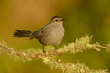 Image. Grey Catbird