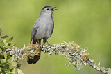 Image. Grey Catbird
