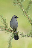 Image. Grey Catbird