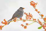Image. Grey Catbird