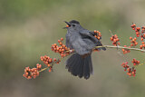 Image. Grey Catbird