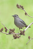 Image. Grey Catbird