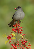 Image. Grey Catbird