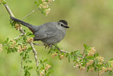 Image. Grey Catbird