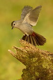 Image. Grey Catbird