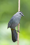 Image. Grey Catbird