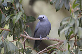 Image. Grey Cuckooshrike