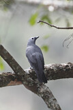 Image. Grey Cuckooshrike