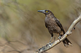 Image. Grey Currawong