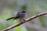 Image. Grey Fantail