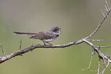 Image. Grey Fantail
