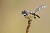 Image. Grey Fantail