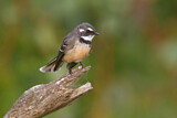 Image. Grey Fantail
