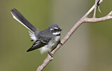 Image. Grey Fantail