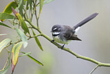 Image. Grey Fantail