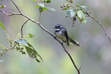 Image. Grey Fantail