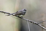Image. Grey Fantail