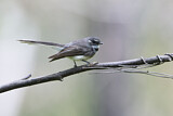 Image. Grey Fantail