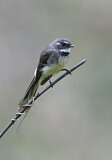 Image. Grey Fantail