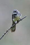 Image. Grey Fantail