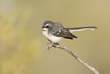 Image. Grey Fantail