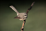 Image. Grey Fantail