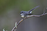 Image. Grey Fantail