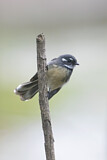 Image. Grey Fantail