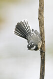Image. Grey Fantail