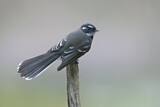 Image. Grey Fantail