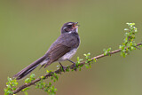 Image. Grey Fantail