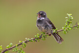 Image. Grey Fantail