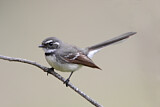 Image. Grey Fantail