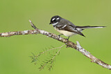 Image. Grey Fantail