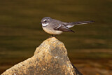 Image. Grey Fantail