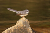 Image. Grey Fantail