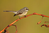 Image. Grey Fantail