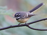 Image. Grey Fantail
